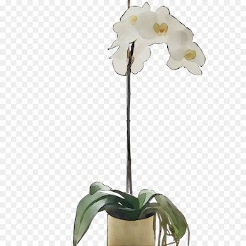 Moth orchids Cut flowers Plant stem -  