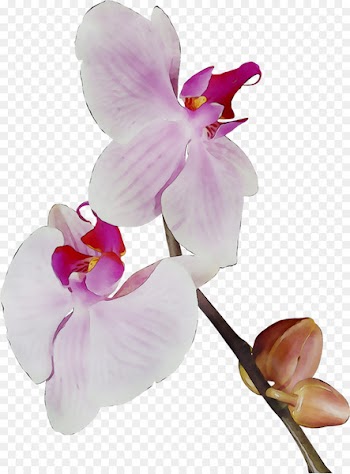 Moth orchids Cut flowers Plant stem -  