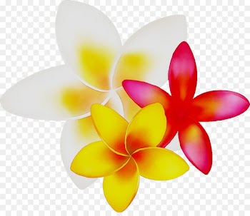 Moth orchids Cut flowers Product design -  