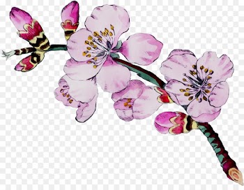 Moth orchids Cut flowers ST.AU.150 MIN.V.UNC.NR AD Insect Cherry blossom -  