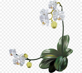 Moth orchids Flower Clip art - orchid vector 