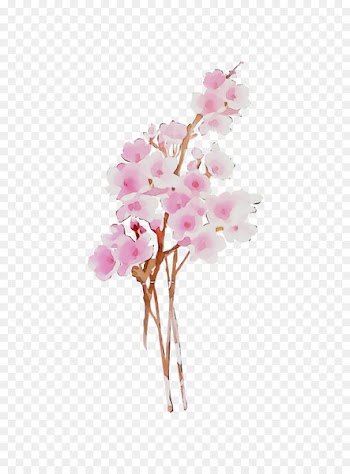 Moth Orchids, Flower, Floral Design, Plant PNG