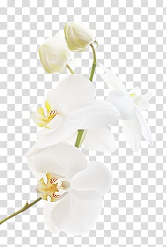 Moth orchids Flower , flower transparent background PNG clipart
