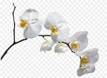 Moth orchids Flower Please God Send Me a Husband Download - A white flower 