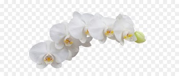 Moth orchids Flower - White Orchid 