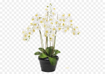 Moth orchids Flowerpot - White Flower Pots black floral decoration software installed 