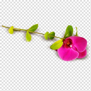 Moth orchids Honeysuckle, Beautiful pea flower transparent background PNG clipart