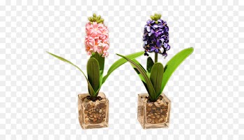 Moth orchids Image Flower Design Portable Network Graphics - hyacinth flower 