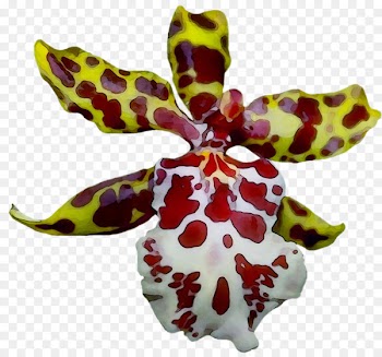 Moth orchids Magenta -  