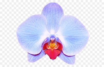 Moth Orchids, Orchids, Stock Photography, Flowering Plant, Petal PNG