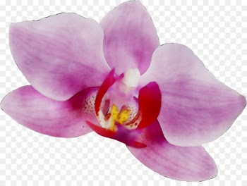 Moth orchids Pink M RTV Pink -  