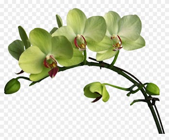 Moth Orchids Plant Flower Verbascum Densiflorum - Moth Orchids Plant Flower Verbascum Densiflorum