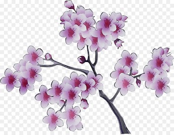 Moth orchids ST.AU.150 MIN.V.UNC.NR AD Cherry blossom -  