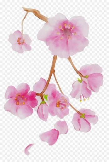 Moth orchids ST.AU.150 MIN.V.UNC.NR AD Cherry blossom Pink M -  