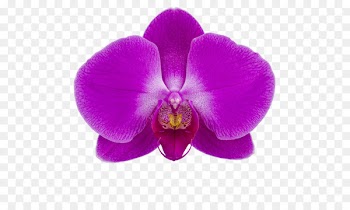 Moth orchids Stolk Flora Cattleya orchids Slavyansk-na-Kubani - flashdance frame 