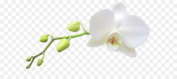 Moth orchids White Haiku: An Anthology of Japanese Poems Clip art - Large Transparent White Orchid Clipart 