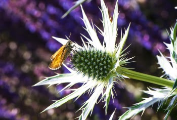 Moth Perched on Flower