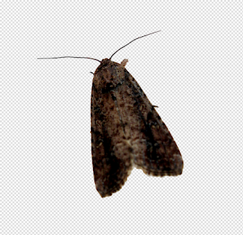 Moth PNG Background Image | PNG Mart