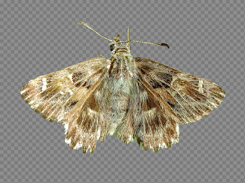 Moth PNG by Bunny-with-Camera on DeviantArt