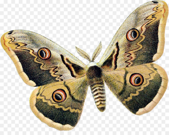 moth png download - 1623*1263 - Free Transparent Butterfly png ...