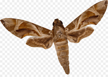 moth png download - 3559*2454 - Free Transparent Insect png Download.