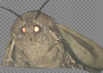 Moth PNG - Get in quick before it dies :) : MemeTemplatesOfficial