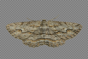 Moth PNG Photo | PNG Mart