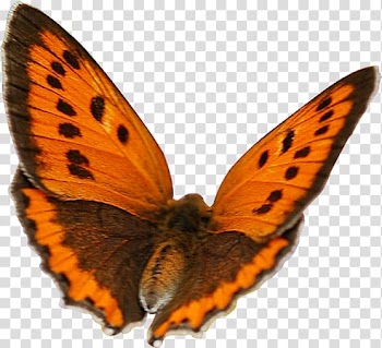Moth Quotation LiveInternet , others transparent background PNG clipart