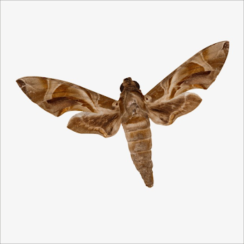Moth, Small Insects, Small Creatures, Small PNG Transparent Image ...