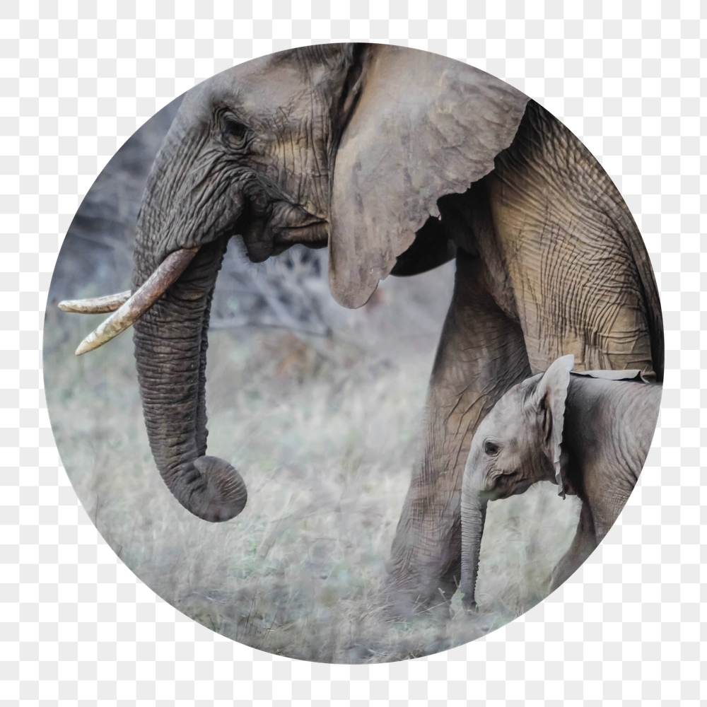 Mother, baby elephants png badge | Free PNG - rawpixel