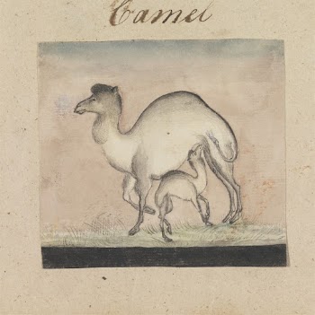 Mother Camel and her Calf | Free Photo - rawpixel