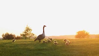 Mother Goose Watching Over Goslings