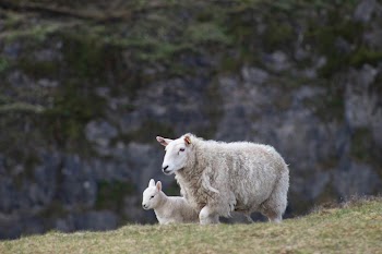 Mother Sheep and Lamb in Natural Landscape