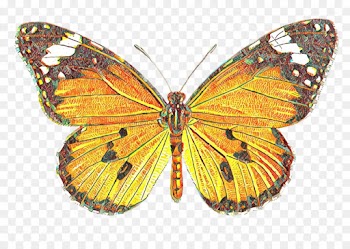 moths and butterflies butterfly cynthia (subgenus) insect brush-footed butterfly
