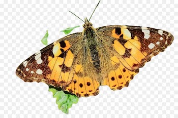 moths and butterflies butterfly cynthia (subgenus) insect brush-footed butterfly