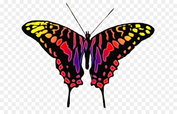 moths and butterflies butterfly cynthia (subgenus) insect clip art