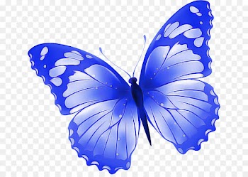 moths and butterflies butterfly insect blue pollinator
