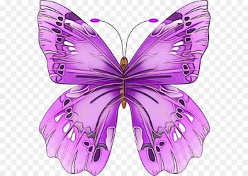 moths and butterflies butterfly insect cynthia (subgenus) purple