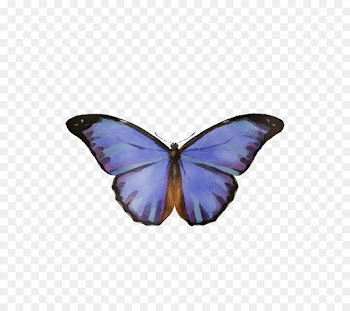 moths and butterflies butterfly insect pollinator purple