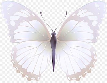 moths and butterflies butterfly insect white pollinator