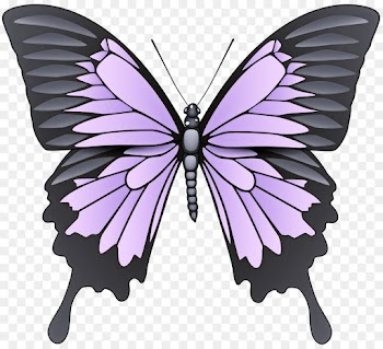 moths and butterflies butterfly insect wing swallowtail butterfly