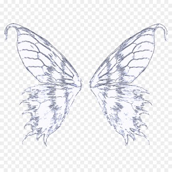 moths and butterflies insect butterfly wing pollinator