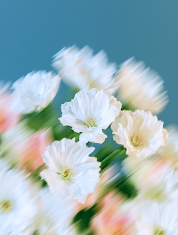 Motion Blur Blossoms
