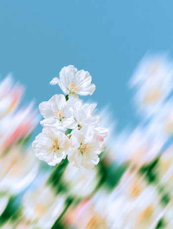Motion Blur of Blooming White Flowers