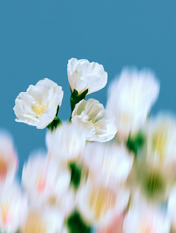 Motion Blur of Delicate White Flowers
