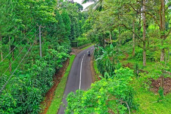 Motorcycle on Grey Road Between Green Trees Aerial Photography