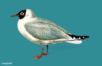Mouette rieuse illustrated by Charles Dessali.. | Free stock vector - 467652