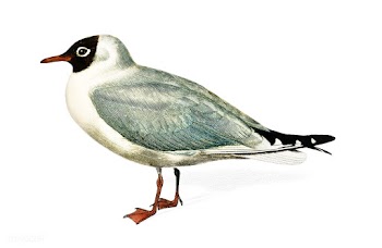 Mouette rieuse illustrated by Charles Dessali.. | Free stock vector - 467693
