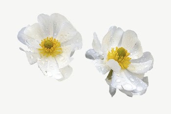 Mount Cook lilies collage element | Free PSD - rawpixel