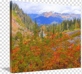 Mount Scenery Temperate broadleaf and mixed forest National park Vegetation Wilderness, painting transparent background PNG clipart